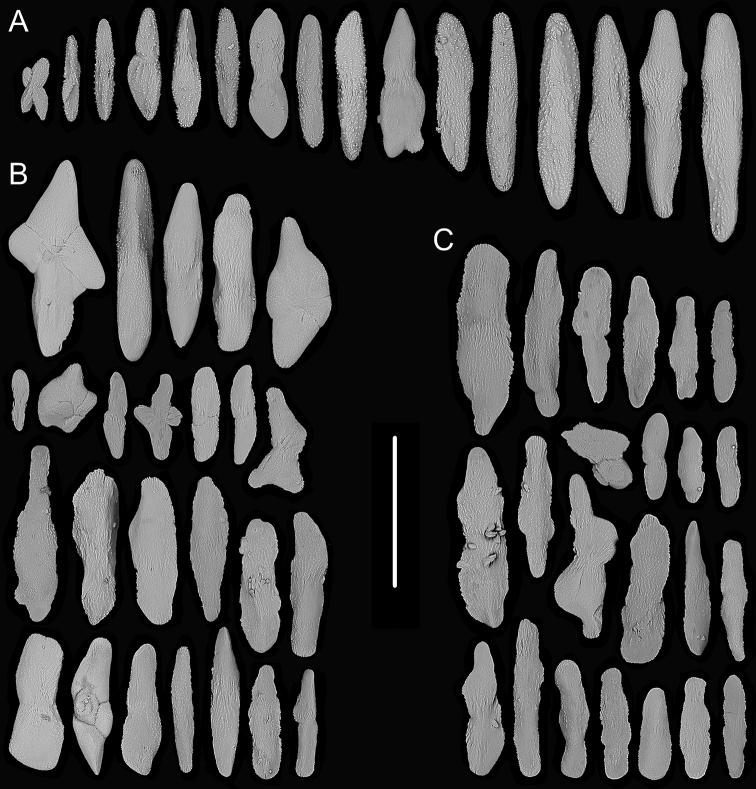 https://cdn.ncbi.nlm.nih.gov/pmc/blobs/addb/7669819/bb51eb2fc1a3/zookeys-989-001-g010.jpg