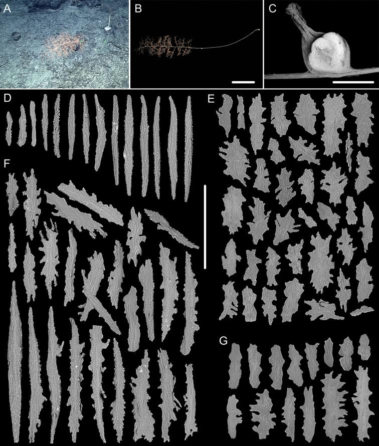 https://cdn.ncbi.nlm.nih.gov/pmc/blobs/addb/7669819/dc86c1da4e00/zookeys-989-001-g004.jpg