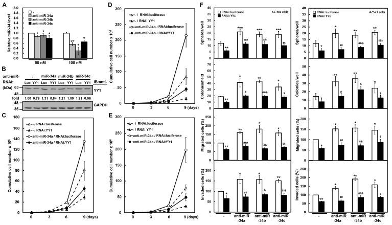 https://cdn.ncbi.nlm.nih.gov/pmc/blobs/addc/4148117/6d23d206cc96/oncotarget-05-5002-g005.jpg