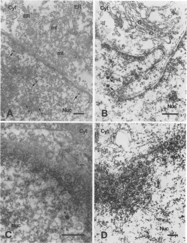 https://cdn.ncbi.nlm.nih.gov/pmc/blobs/ade0/237344/35a9f6066ff5/jvirol00022-0149-a.jpg