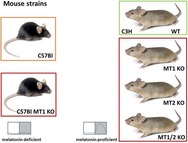 https://cdn.ncbi.nlm.nih.gov/pmc/blobs/ade1/9039042/44828b52811d/fphys-13-883637-g002.jpg