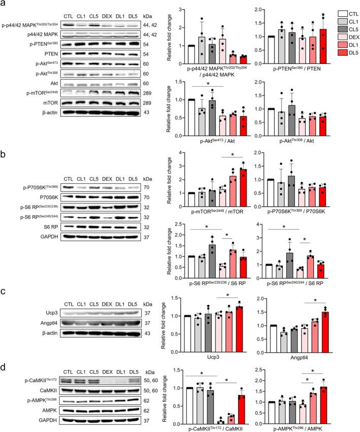 https://cdn.ncbi.nlm.nih.gov/pmc/blobs/ade2/11696026/07e28a42744a/JCSM-16-e13665-g001.jpg
