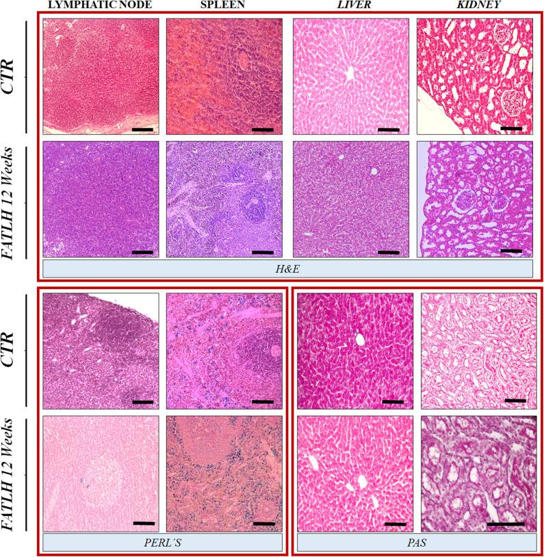 https://cdn.ncbi.nlm.nih.gov/pmc/blobs/ade4/7308535/c85604d286a3/fbioe-08-00596-g0007.jpg