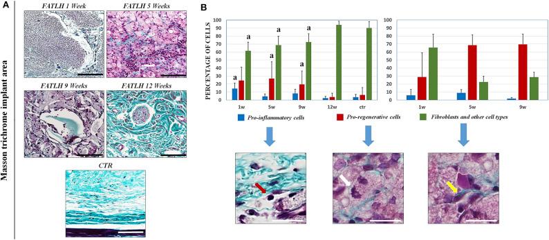 https://cdn.ncbi.nlm.nih.gov/pmc/blobs/ade4/7308535/f9688ced338a/fbioe-08-00596-g0004.jpg