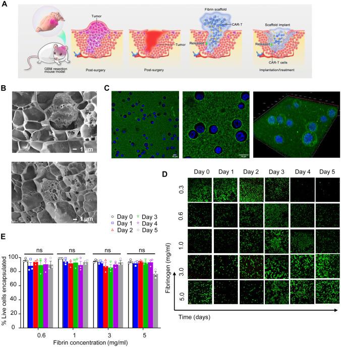 https://cdn.ncbi.nlm.nih.gov/pmc/blobs/ade9/10746770/87879fdc876c/13346_2023_1405_Fig4_HTML.jpg