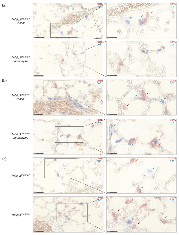 https://cdn.ncbi.nlm.nih.gov/pmc/blobs/ade9/7916474/3dab654126a0/ijms-22-01756-g004.jpg