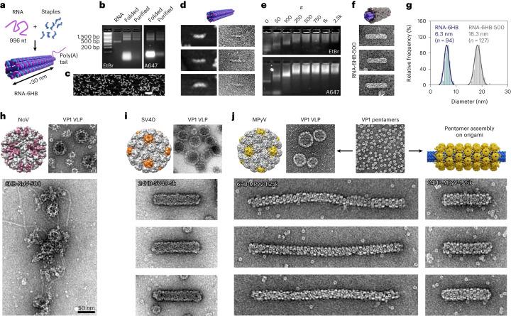 https://cdn.ncbi.nlm.nih.gov/pmc/blobs/adea/10575778/077692cef5bc/41565_2023_1443_Fig5_HTML.jpg