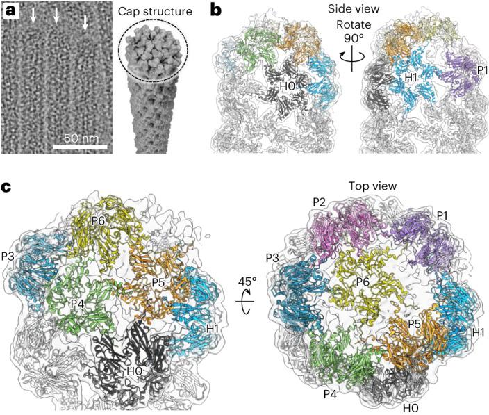 https://cdn.ncbi.nlm.nih.gov/pmc/blobs/adea/10575778/0f3780e899f4/41565_2023_1443_Fig3_HTML.jpg