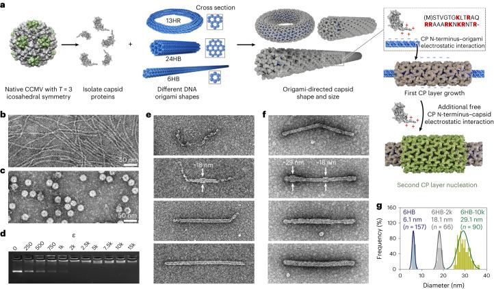 https://cdn.ncbi.nlm.nih.gov/pmc/blobs/adea/10575778/8051ae09ad9f/41565_2023_1443_Fig1_HTML.jpg