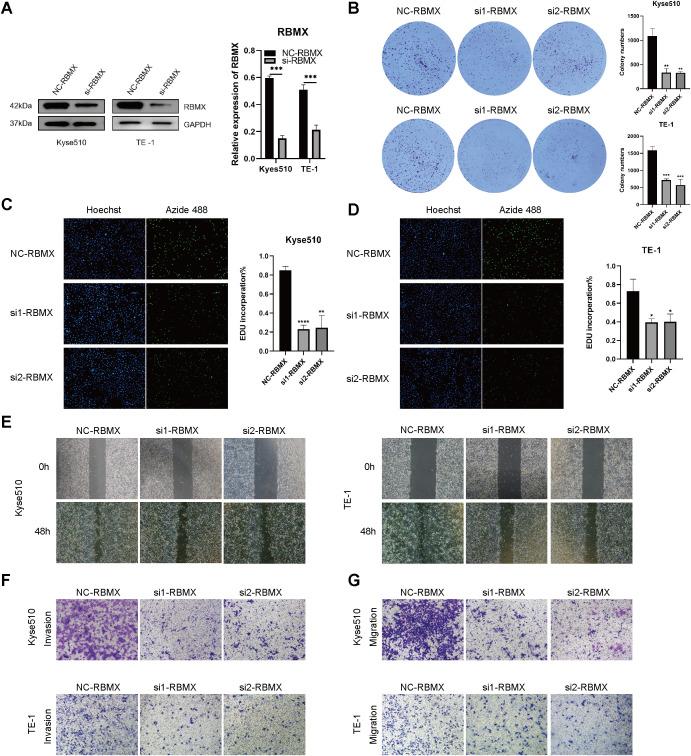 https://cdn.ncbi.nlm.nih.gov/pmc/blobs/adeb/12277809/bb602b040f41/fimmu-16-1572810-g011.jpg