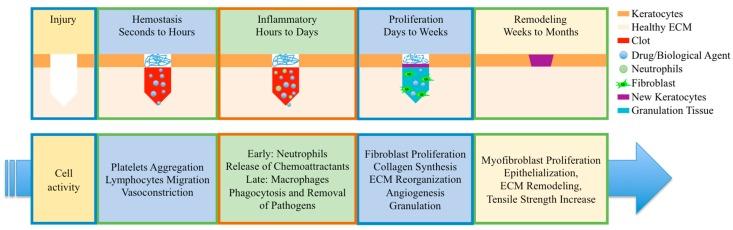 https://cdn.ncbi.nlm.nih.gov/pmc/blobs/adf7/5874875/1d160326bdec/bioengineering-05-00009-g001.jpg
