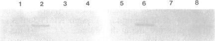 https://cdn.ncbi.nlm.nih.gov/pmc/blobs/adf9/205092/2424dfbf629e/jbacter00021-0036-b.jpg