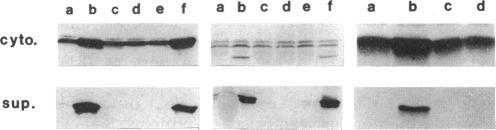 https://cdn.ncbi.nlm.nih.gov/pmc/blobs/adf9/205092/2905b6aeee35/jbacter00021-0037-b.jpg