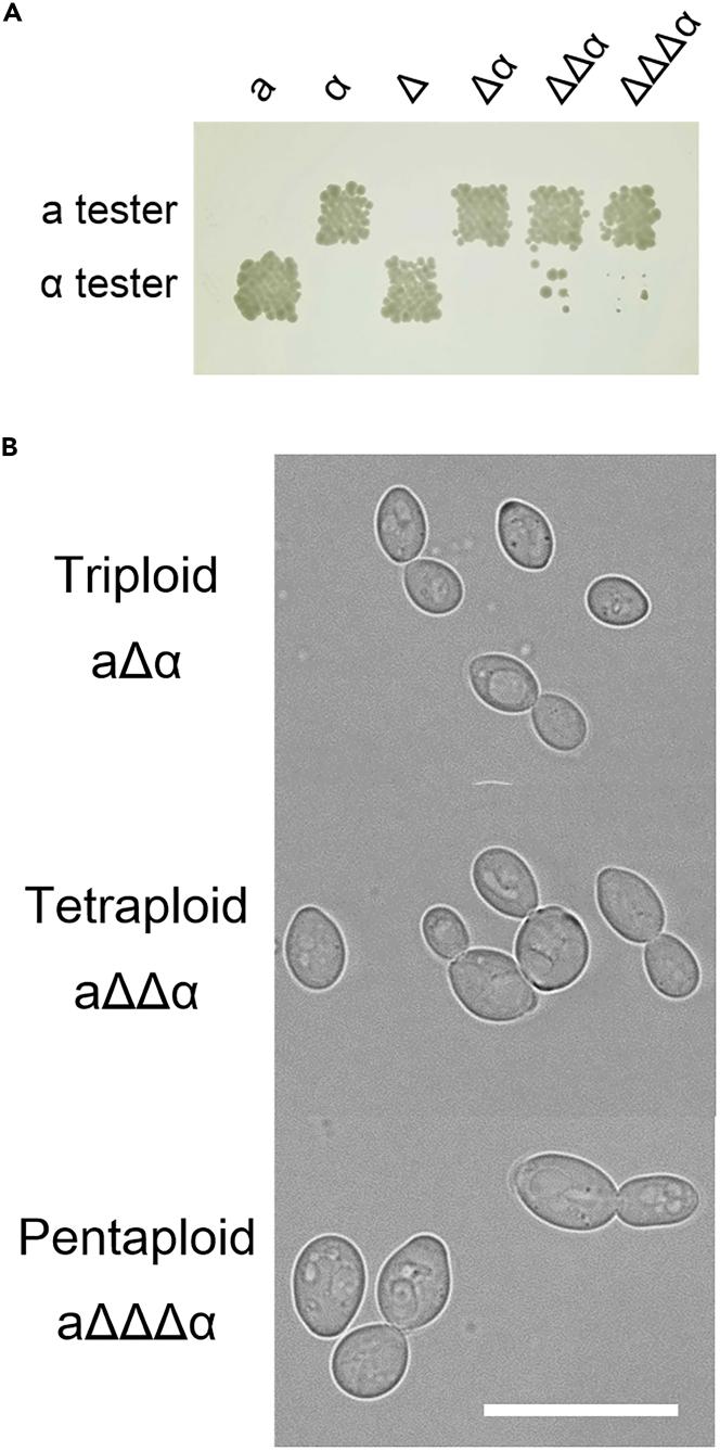https://cdn.ncbi.nlm.nih.gov/pmc/blobs/adf9/9379577/a9478033dfba/gr5.jpg