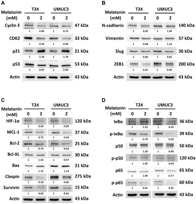 https://cdn.ncbi.nlm.nih.gov/pmc/blobs/adfd/10188331/90f14fc0fcf5/aging-15-204673-g004.jpg