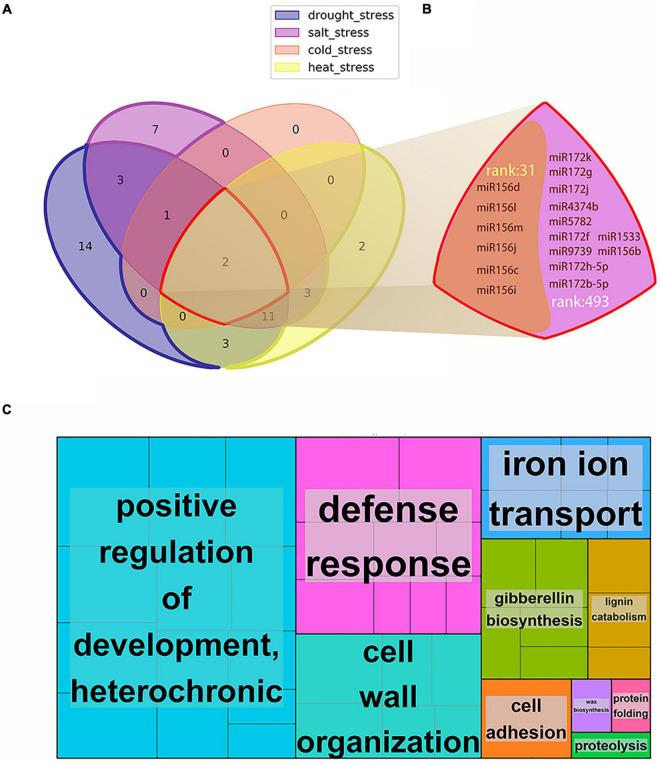 https://cdn.ncbi.nlm.nih.gov/pmc/blobs/adfe/9021755/d214d1bce726/fpls-13-860791-g007.jpg