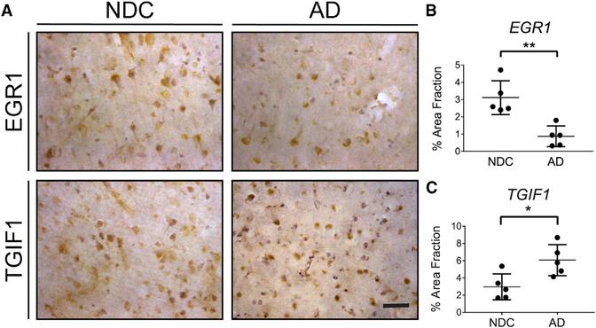 https://cdn.ncbi.nlm.nih.gov/pmc/blobs/adff/7503200/dade1a2bb76d/nihms-1585244-f0005.jpg