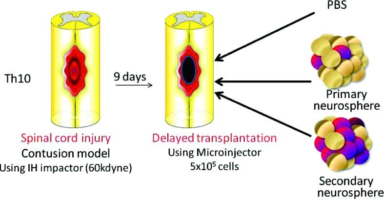 https://cdn.ncbi.nlm.nih.gov/pmc/blobs/ae00/3417805/26bb848c4e66/pjab-86-438-g006.jpg