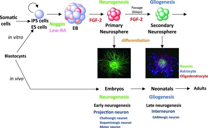 https://cdn.ncbi.nlm.nih.gov/pmc/blobs/ae00/3417805/c65b6c032c82/pjab-86-438-g002.jpg