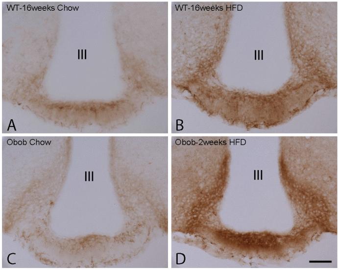 https://cdn.ncbi.nlm.nih.gov/pmc/blobs/ae04/3424466/11668ca9e388/DMM009464F1.jpg