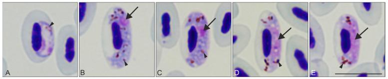 https://cdn.ncbi.nlm.nih.gov/pmc/blobs/ae04/8532782/003d5056e189/animals-11-02824-g001.jpg