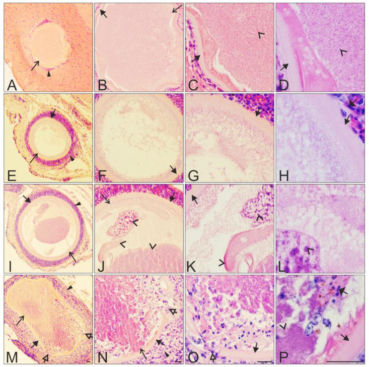https://cdn.ncbi.nlm.nih.gov/pmc/blobs/ae04/8532782/0cb061636c41/animals-11-02824-g003.jpg