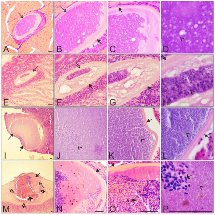 https://cdn.ncbi.nlm.nih.gov/pmc/blobs/ae04/8532782/1379250620e1/animals-11-02824-g004.jpg