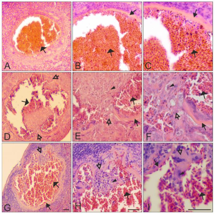 https://cdn.ncbi.nlm.nih.gov/pmc/blobs/ae04/8532782/b29205a30d78/animals-11-02824-g005.jpg