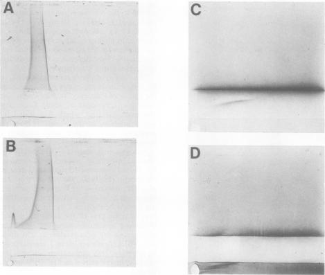 https://cdn.ncbi.nlm.nih.gov/pmc/blobs/ae09/347566/75512a01161a/iai00149-0140-a.jpg