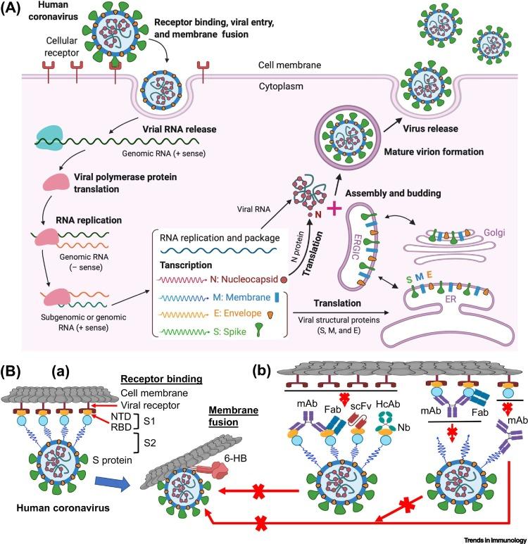 https://cdn.ncbi.nlm.nih.gov/pmc/blobs/ae0c/7129017/15d8ae2a8ebd/gr1_lrg.jpg