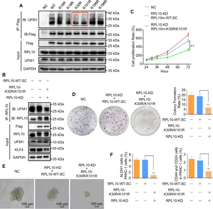 https://cdn.ncbi.nlm.nih.gov/pmc/blobs/ae18/10244432/0a937d63562b/41419_2023_5877_Fig6_HTML.jpg