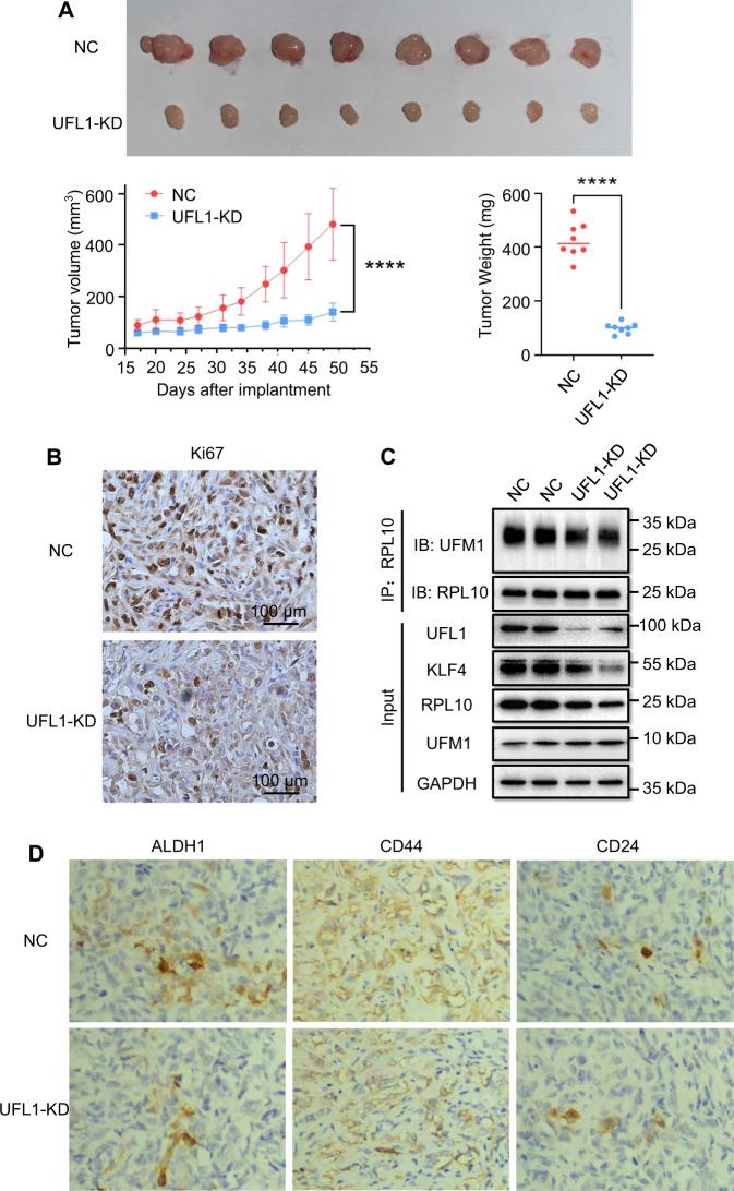 https://cdn.ncbi.nlm.nih.gov/pmc/blobs/ae18/10244432/155e46488dc2/41419_2023_5877_Fig5_HTML.jpg