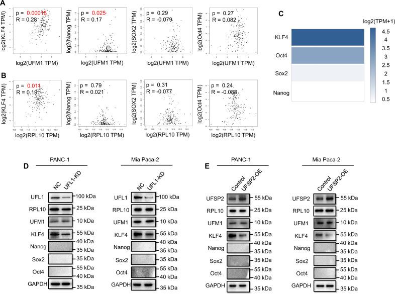 https://cdn.ncbi.nlm.nih.gov/pmc/blobs/ae18/10244432/397438b8e471/41419_2023_5877_Fig4_HTML.jpg