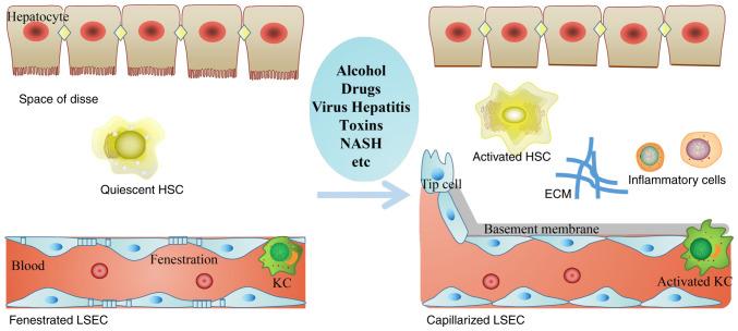https://cdn.ncbi.nlm.nih.gov/pmc/blobs/ae19/7986015/41a16d715268/mmr-23-05-12003-g00.jpg