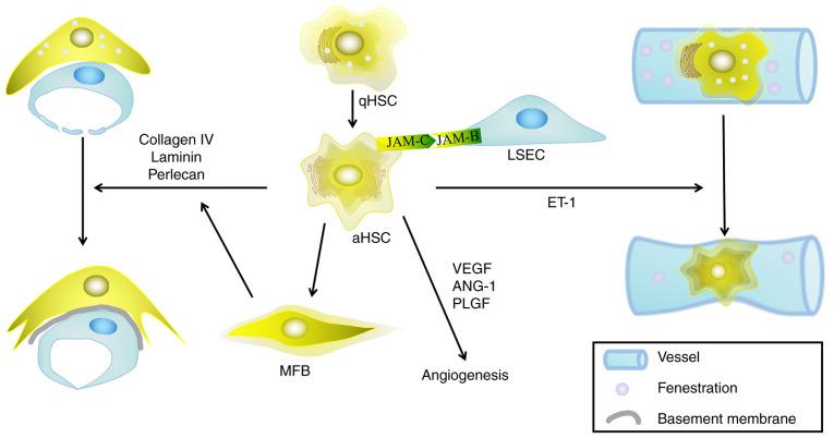 https://cdn.ncbi.nlm.nih.gov/pmc/blobs/ae19/7986015/79a8ca7abce5/mmr-23-05-12003-g02.jpg