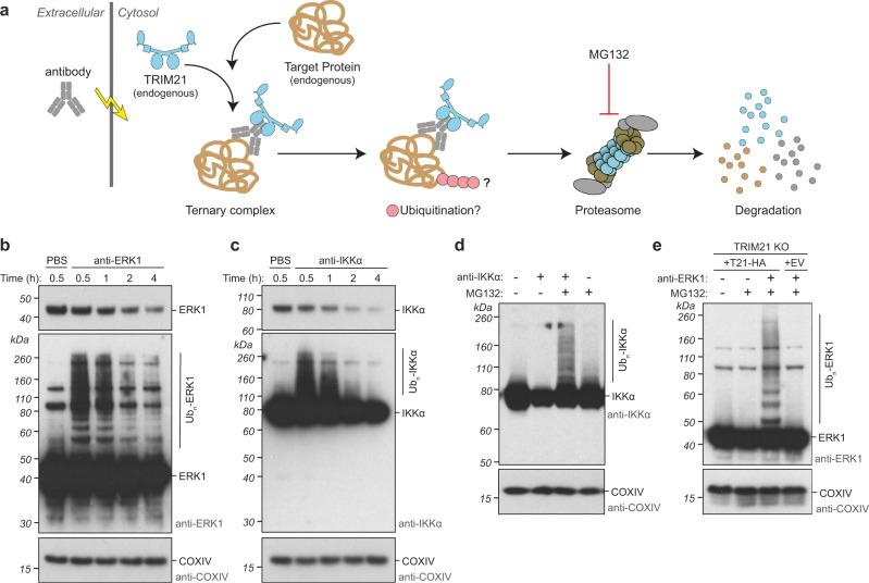 https://cdn.ncbi.nlm.nih.gov/pmc/blobs/ae1c/10105713/8619a54c6e0c/41467_2023_37504_Fig5_HTML.jpg