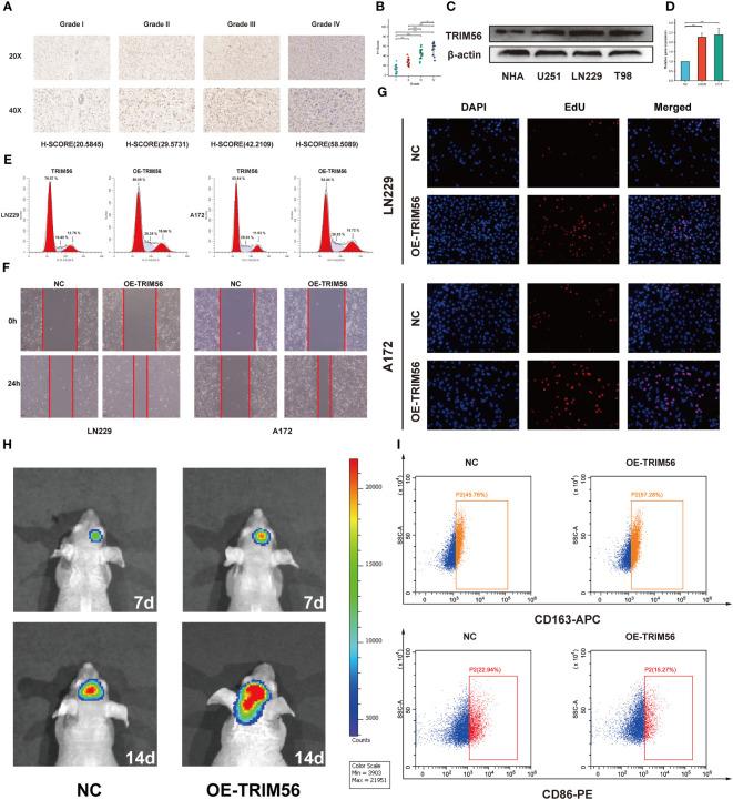 https://cdn.ncbi.nlm.nih.gov/pmc/blobs/ae21/10859405/77d35c565824/fimmu-15-1327898-g003.jpg