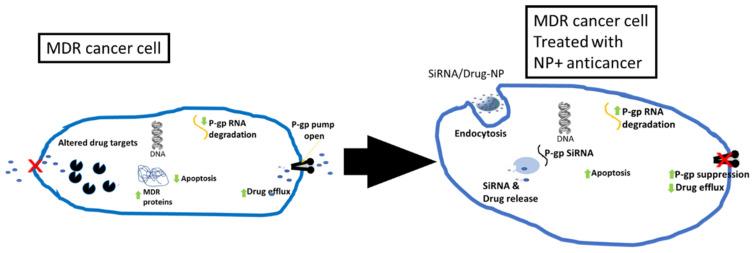 https://cdn.ncbi.nlm.nih.gov/pmc/blobs/ae25/11173789/b2d6a3174b93/molecules-29-02584-g005.jpg