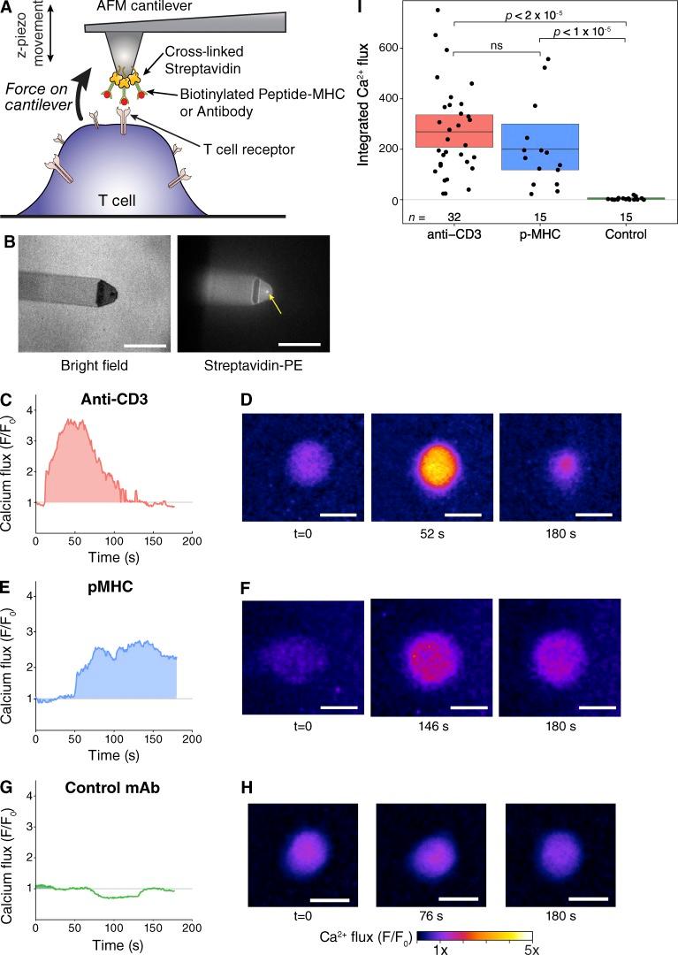 https://cdn.ncbi.nlm.nih.gov/pmc/blobs/ae26/4896056/eb2b99d56410/JCB_201511053_Fig1.jpg