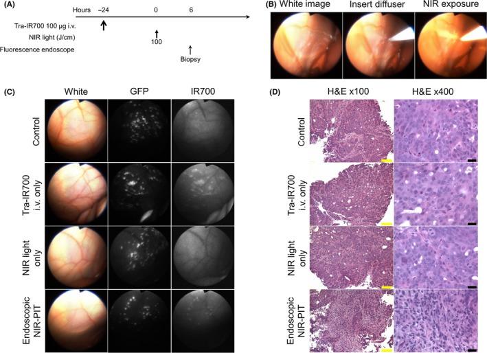 https://cdn.ncbi.nlm.nih.gov/pmc/blobs/ae27/5989863/a74e3ca0a5d9/CAS-109-1902-g002.jpg