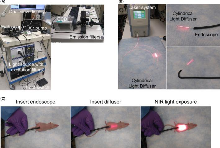 https://cdn.ncbi.nlm.nih.gov/pmc/blobs/ae27/5989863/db135b4b70af/CAS-109-1902-g001.jpg