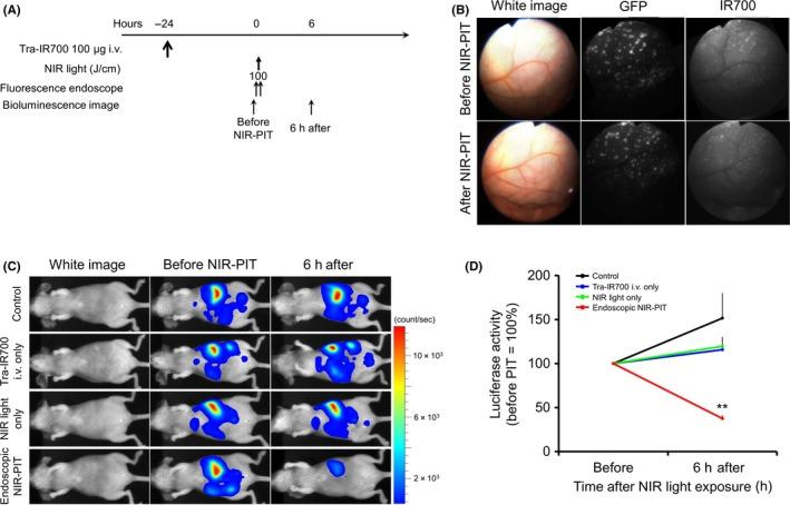 https://cdn.ncbi.nlm.nih.gov/pmc/blobs/ae27/5989863/fbee88b980a2/CAS-109-1902-g003.jpg
