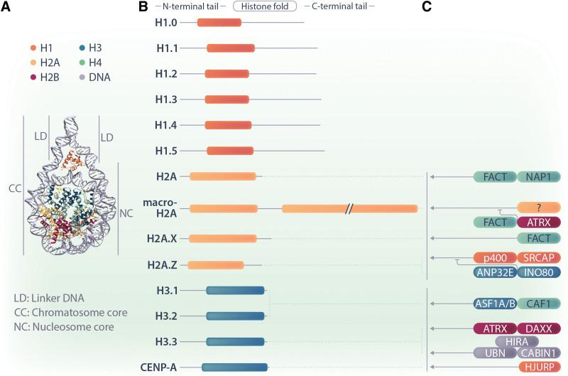 https://cdn.ncbi.nlm.nih.gov/pmc/blobs/ae2a/10337764/90668b7a49ac/hs9-7-e927-g001.jpg