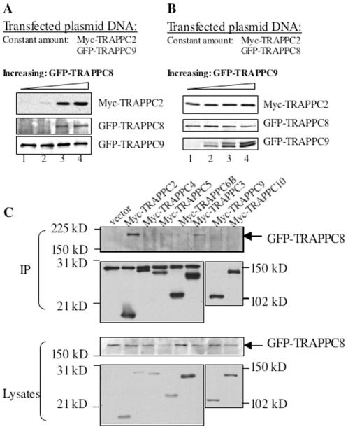https://cdn.ncbi.nlm.nih.gov/pmc/blobs/ae2e/3156116/d7aee04bb606/pone.0023350.g002.jpg