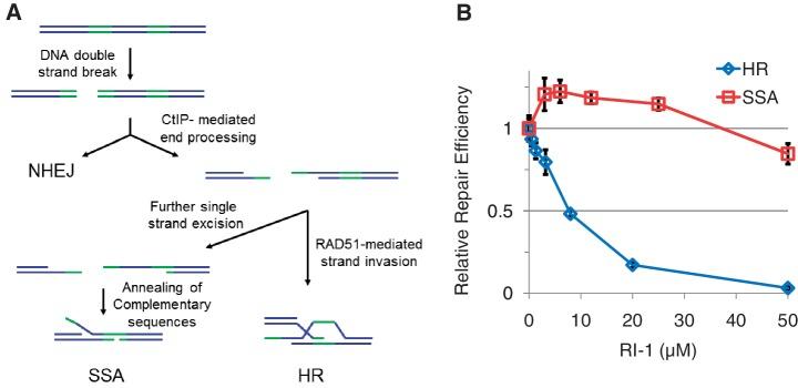 https://cdn.ncbi.nlm.nih.gov/pmc/blobs/ae31/3424541/57a53fecbb96/gks353f1.jpg