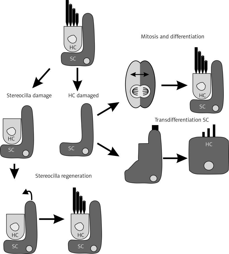 https://cdn.ncbi.nlm.nih.gov/pmc/blobs/ae38/6657260/10e7b050782f/AMS-15-36991-g002.jpg