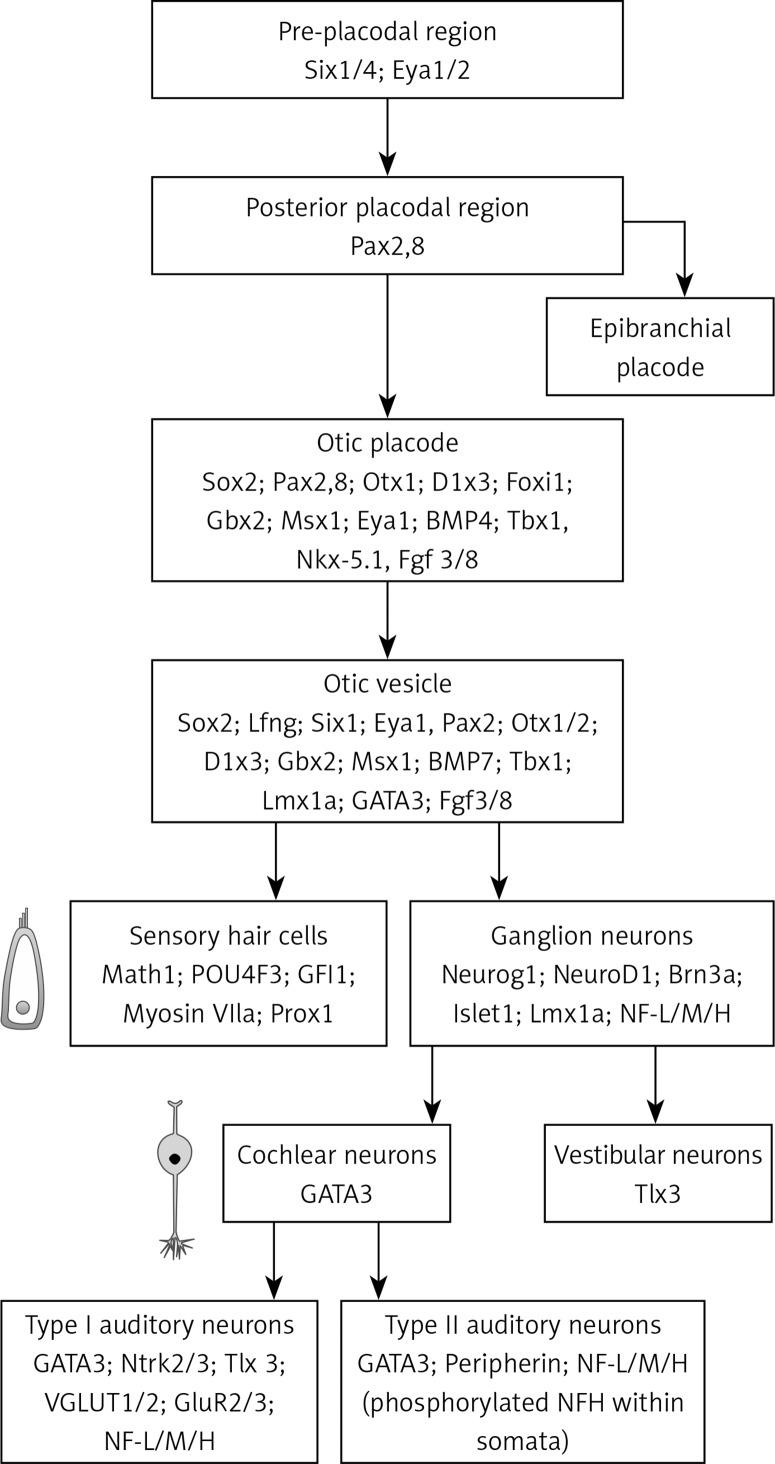 https://cdn.ncbi.nlm.nih.gov/pmc/blobs/ae38/6657260/31006d92e6c8/AMS-15-36991-g003.jpg
