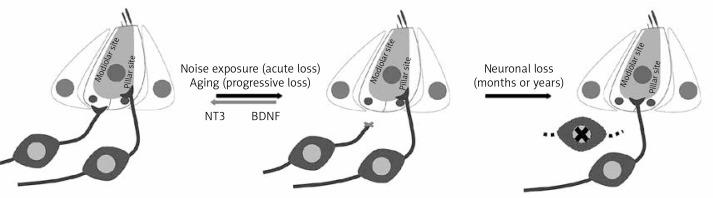 https://cdn.ncbi.nlm.nih.gov/pmc/blobs/ae38/6657260/dd745a3fea51/AMS-15-36991-g004.jpg