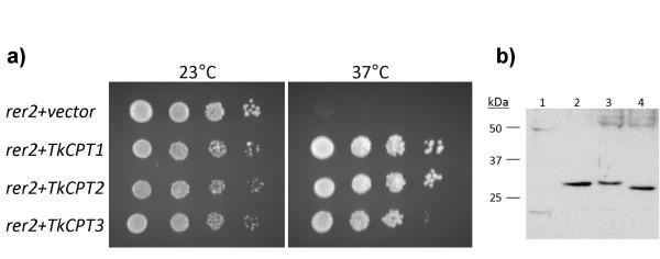 https://cdn.ncbi.nlm.nih.gov/pmc/blobs/ae3c/2836272/b09802bd549f/1471-2091-11-11-7.jpg