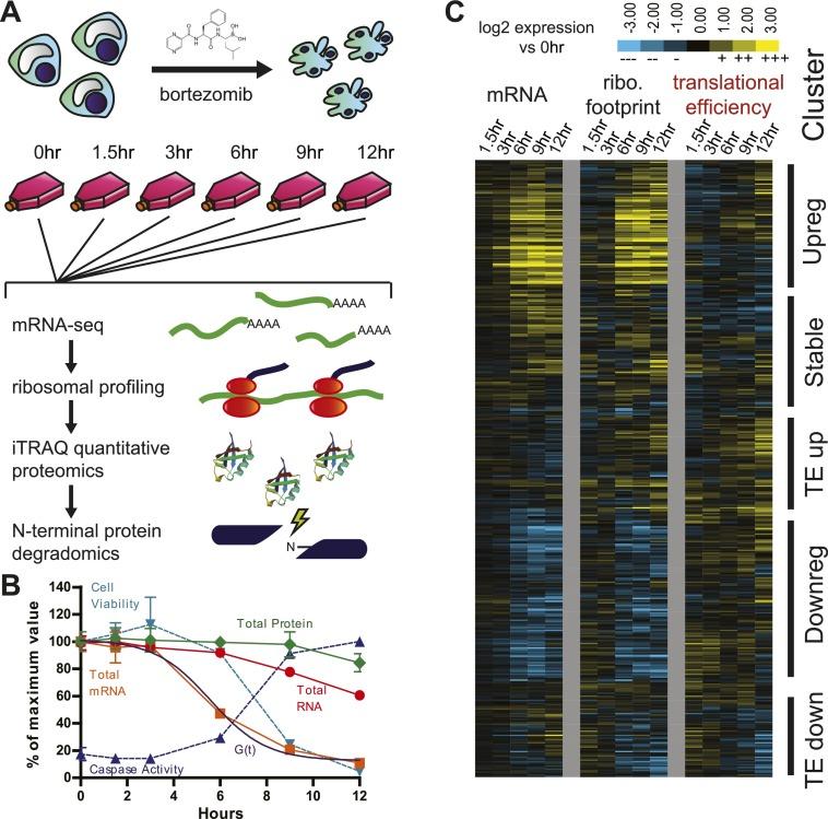 https://cdn.ncbi.nlm.nih.gov/pmc/blobs/ae3c/3808542/1784f21fe6a8/elife01236f001.jpg
